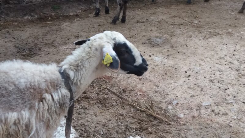 Veterinary team disinfecting livestock farm in Lesbos Greece during foot and mouth disease outbreak