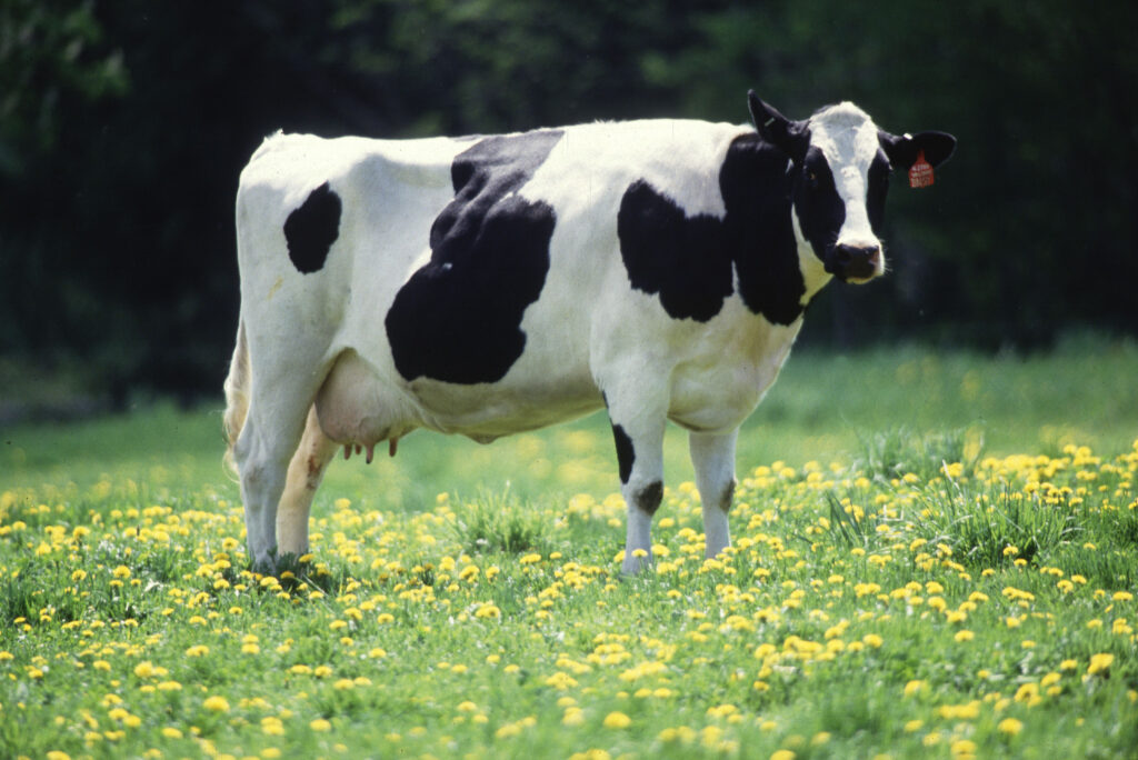 Veterinarians inspecting cattle at a farm in Lesvos Greece after foot and mouth disease outbreak