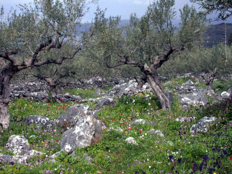 Angela Varela speaking at agrotourism conference Greece audience podium