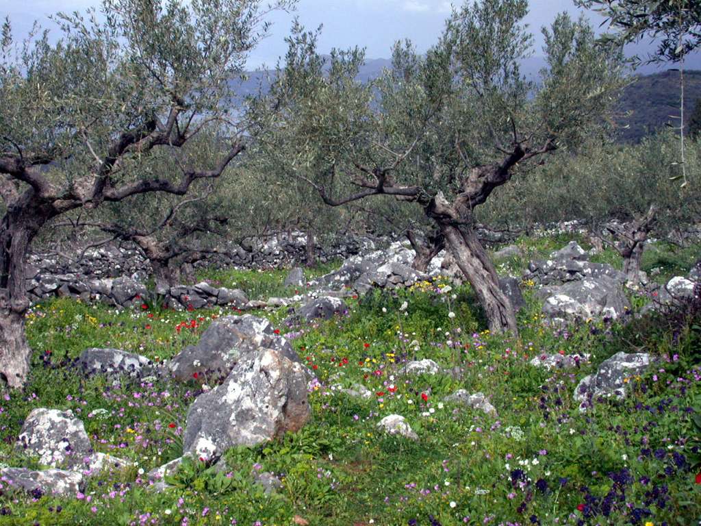 Angela Varela speaking at agrotourism conference Greece audience podium